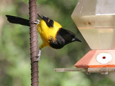 Audubons Oriole