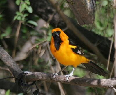 Altamira Oriole