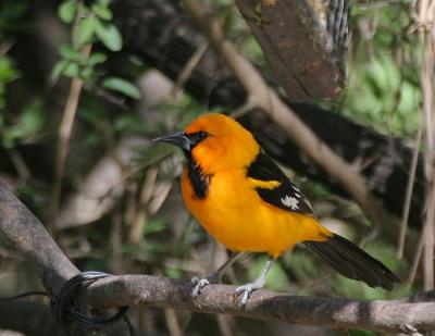 Altamira Oriole