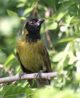 Crimson-collared Grosbeak