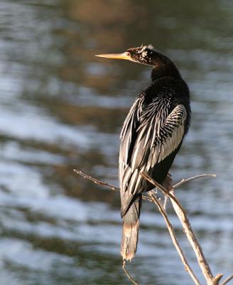 Anhinga