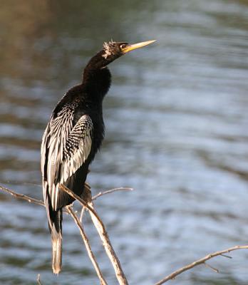 Anhinga