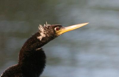 Anhinga