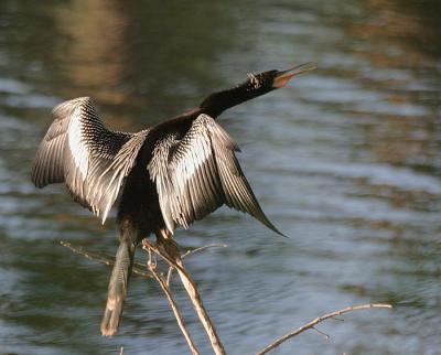 Anhinga