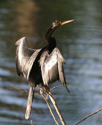 Anhinga