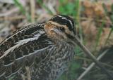 Common Snipe