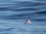 Black Guillemot (Subarctic)