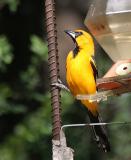 Altamira Oriole