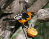 Altamira Oriole