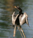 Anhinga