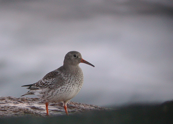 Purple Sandpiper