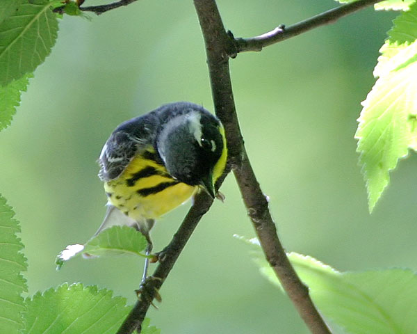 Magnolia Warbler