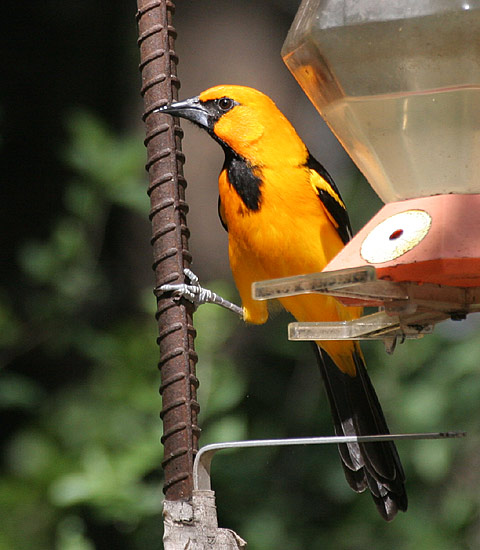 Altamira Oriole