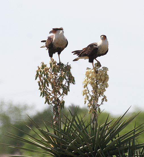 Crested Caracara