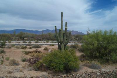 Giant Saguaro