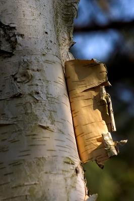 194 Bark.