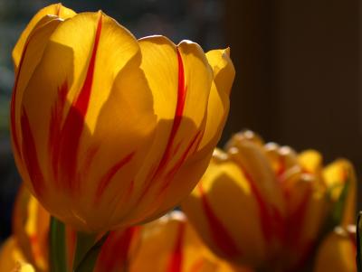 Tulips on a sun day