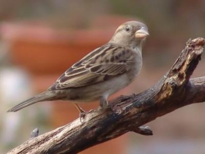 FemaleHouse Sparrow