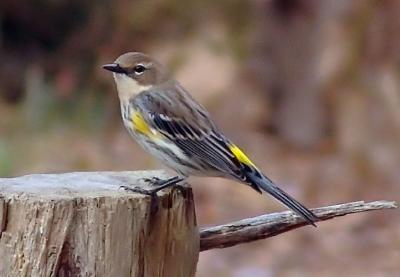 Yellow-rumped Warbler...Show of colors