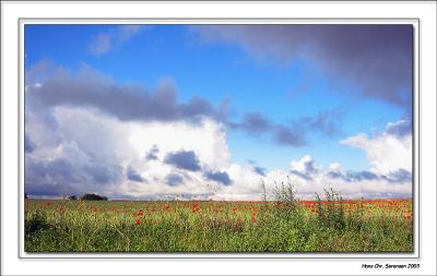 Poppys on the field