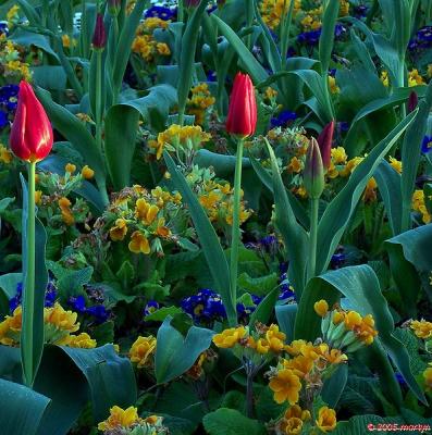 100_2835 flower bed.jpg