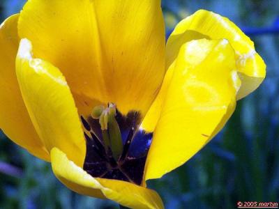 100_2993tulip001.jpg