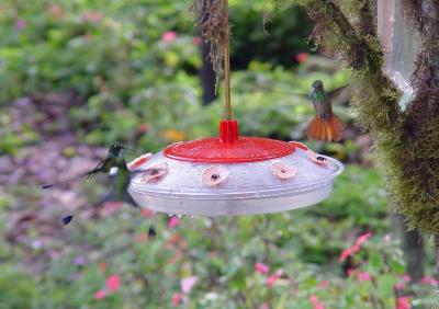 2 booted Racket-tailed & 1 Rufous-tailed Hummingbirds