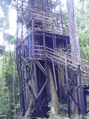 Canopy tower at Sacha Lodge