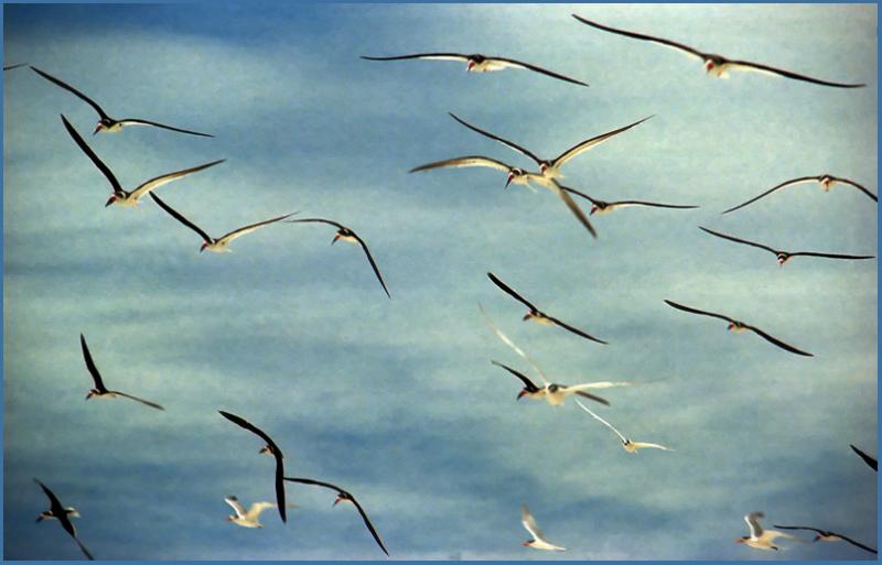 Wings