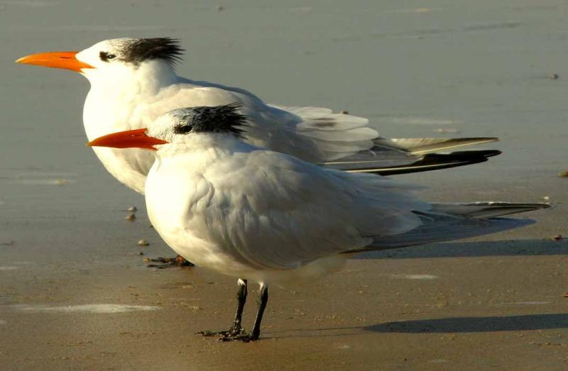 IMG_5455 terns.jpg