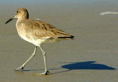 IMG_5357 coast.jpg