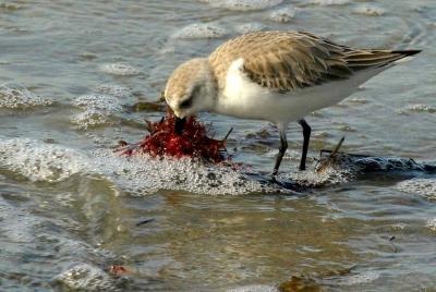 IMG_5365 coast.jpg