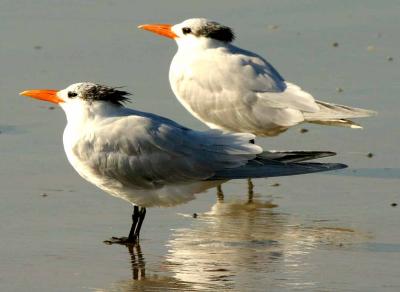 IMG_5432 terns.jpg