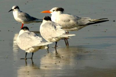 IMG_5466terns.jpg