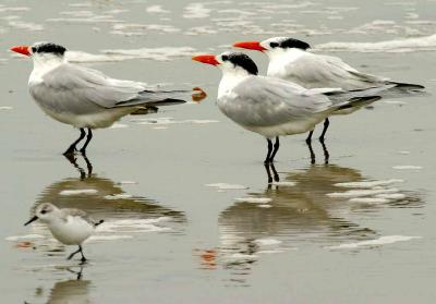 IMG_5713 terns.jpg