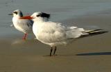 IMG_5483 terns.jpg