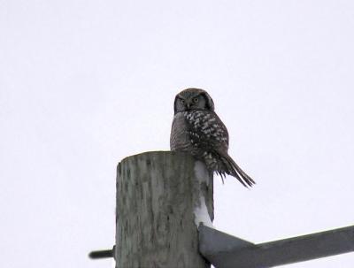 Norther Hawk Owl