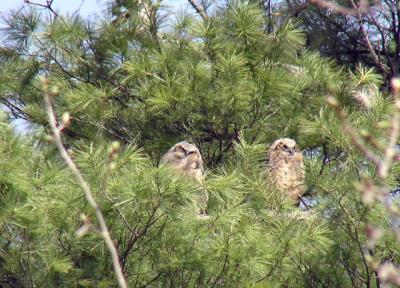 Three owlets in this family