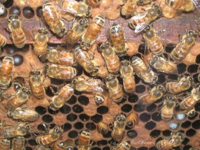 Bees .jpg