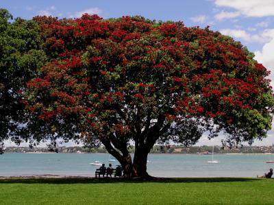 Pohutakawa.jpg