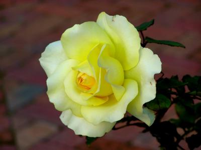 Yellow Rose.jpg