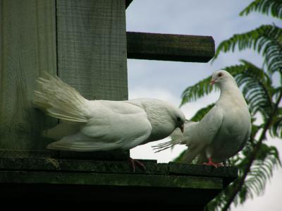 2 pigeons.jpg