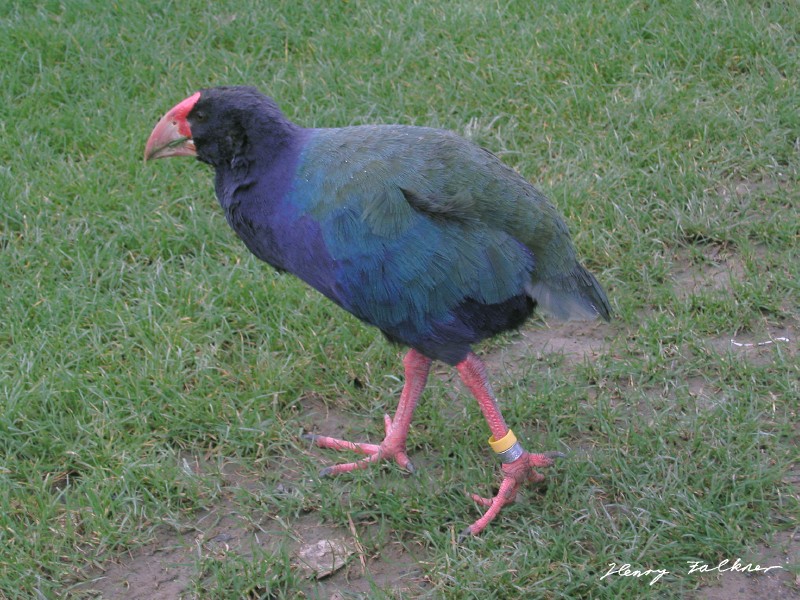 Takahe.jpg