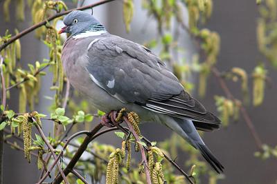 Columba palumbus Common wood pigeon Houtduif 