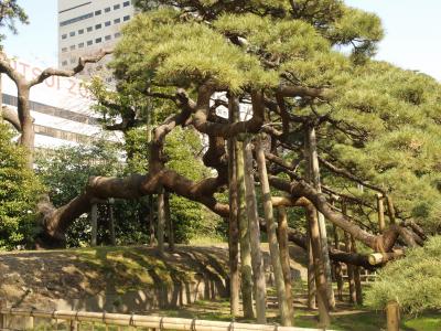 Hama-rikyu Gardens
