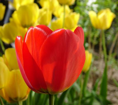 Coral on Yellow