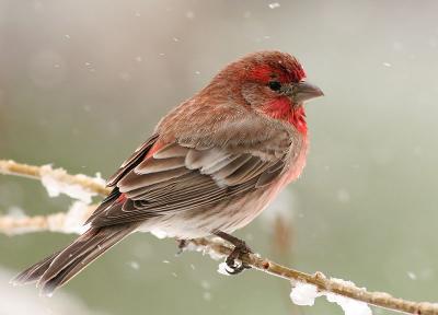 House Finch (male)