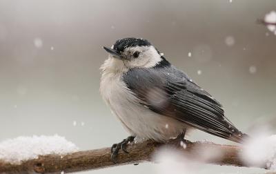 White-breasted Nuthatch