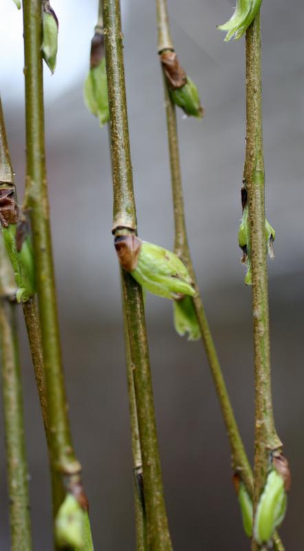 Willow Tree Buds