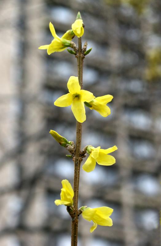  Forsythia